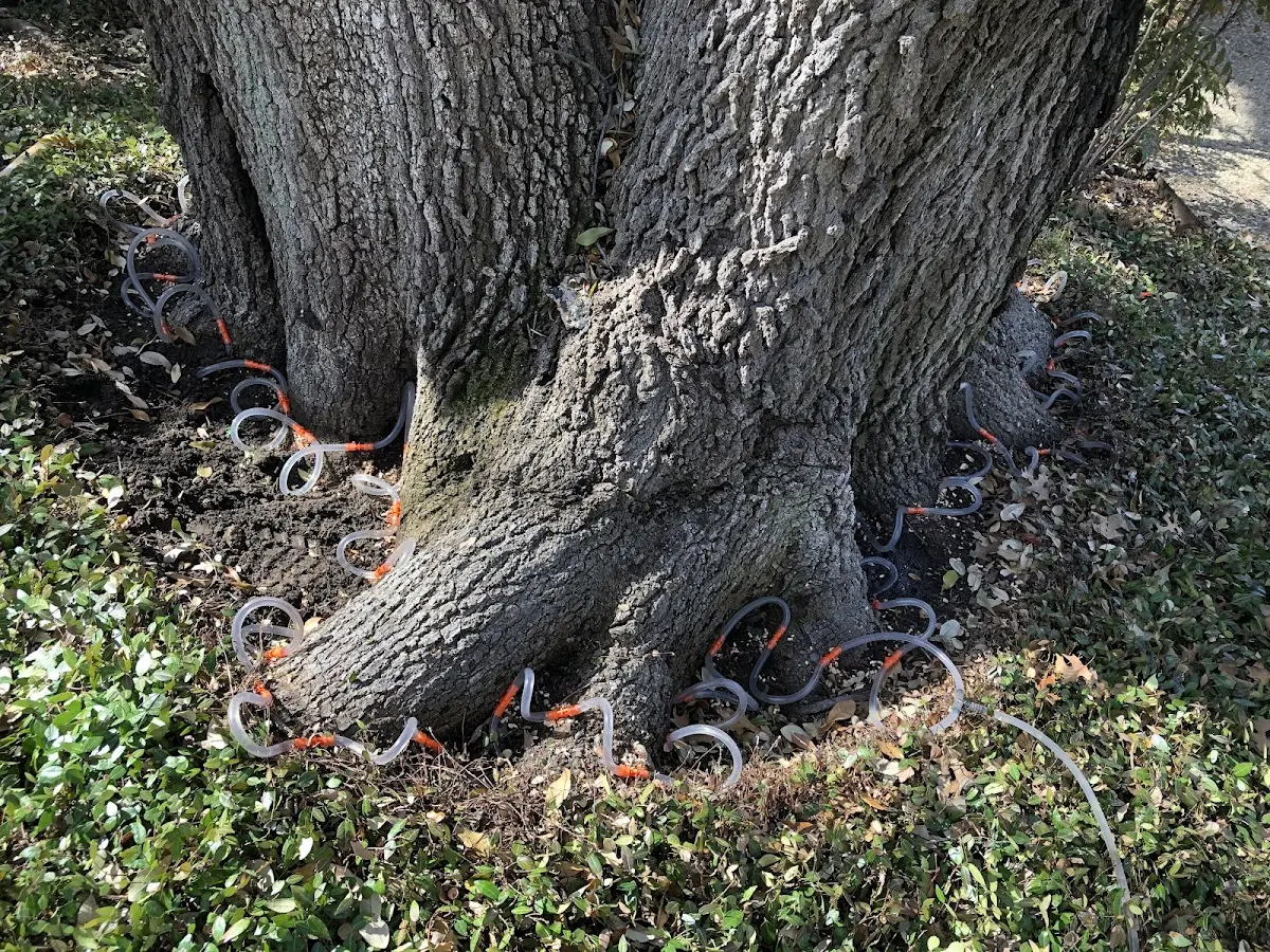 Detailed Tree Cabling and Bracing job site in Green Bay